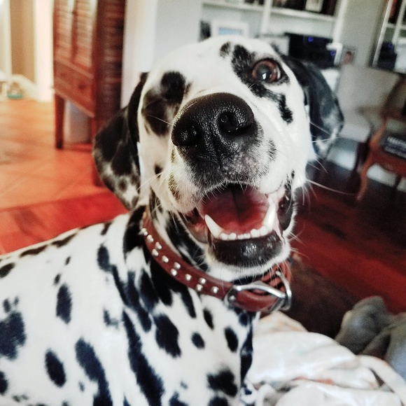 Meet your Posher, Stephanie - Picture 6 of 11